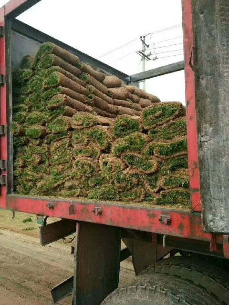 早熟禾草坪，卫矛
