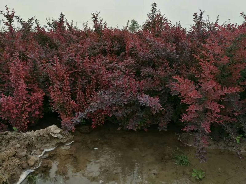 早熟禾草坪，卫矛