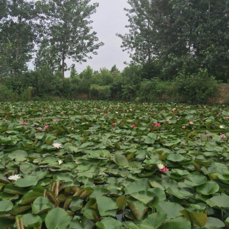 睡莲根块，观赏睡莲苗，池塘根块带芽，一件包邮死苗免费