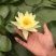 睡莲根块,观赏睡莲苗,池塘根块带芽,一件包邮死苗免费
