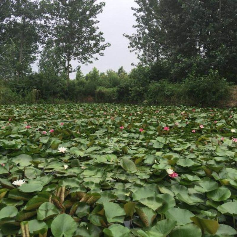 睡莲根块，观赏睡莲苗，池塘根块带芽，一件包邮死苗免费