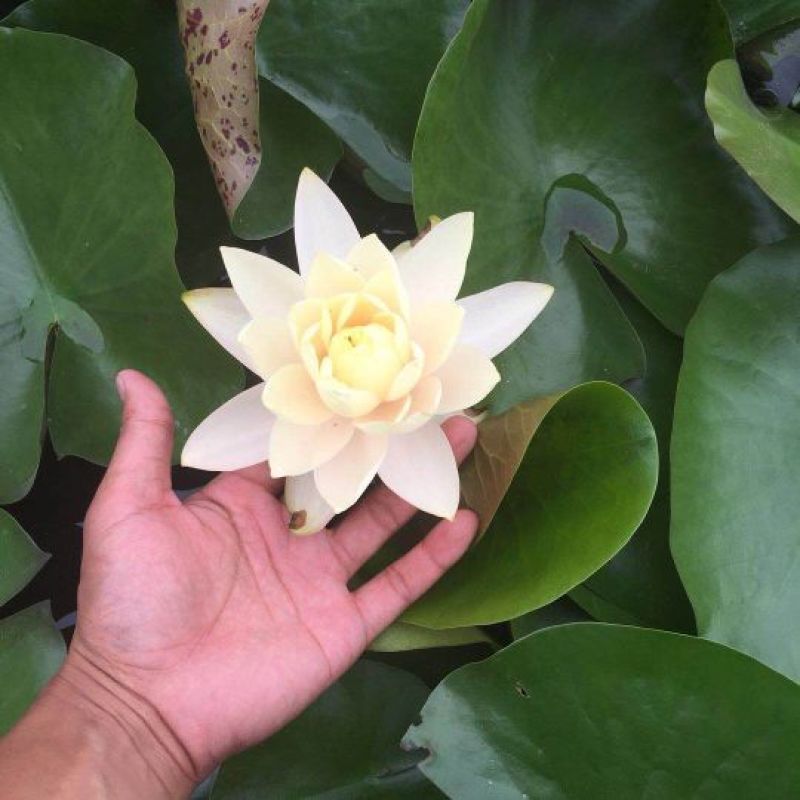 睡莲根块，观赏睡莲苗，池塘根块带芽，一件包邮死苗免费