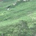 大米高原有机大米，软糯香甜，油亮飘香，安全放心