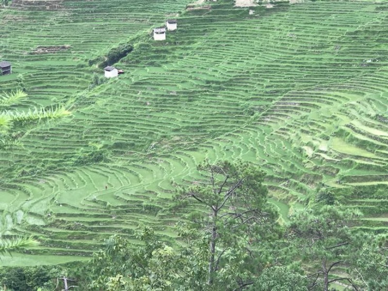 大米高原有机大米，软糯香甜，油亮飘香，安全放心