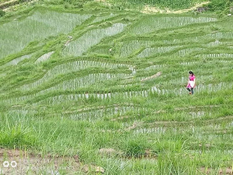 大米高原有机大米，软糯香甜，油亮飘香，安全放心