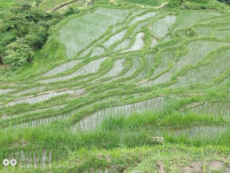 大米高原有机大米，软糯香甜，油亮飘香，安全放心