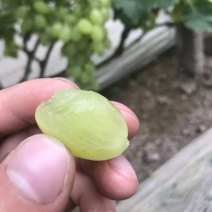 维多利亚葡萄，大荔县葡萄，青提批发，葡萄批发