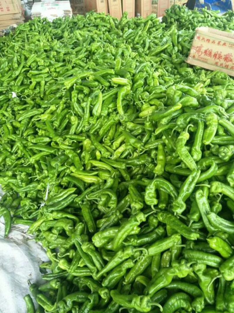 牛尖椒