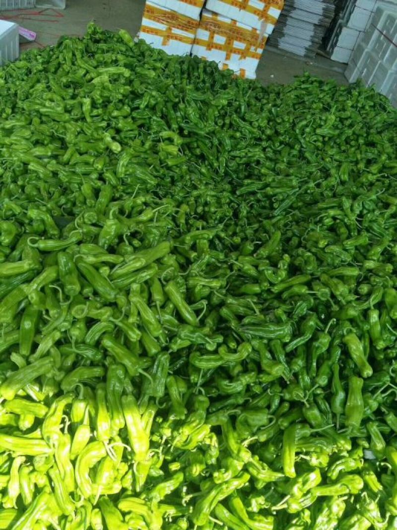 牛尖椒