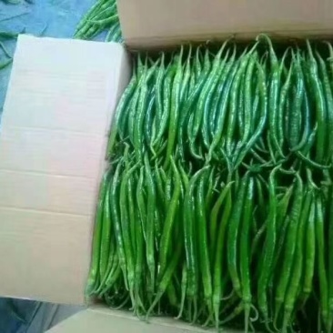 线椒各种辣椒上市