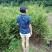 红豆杉