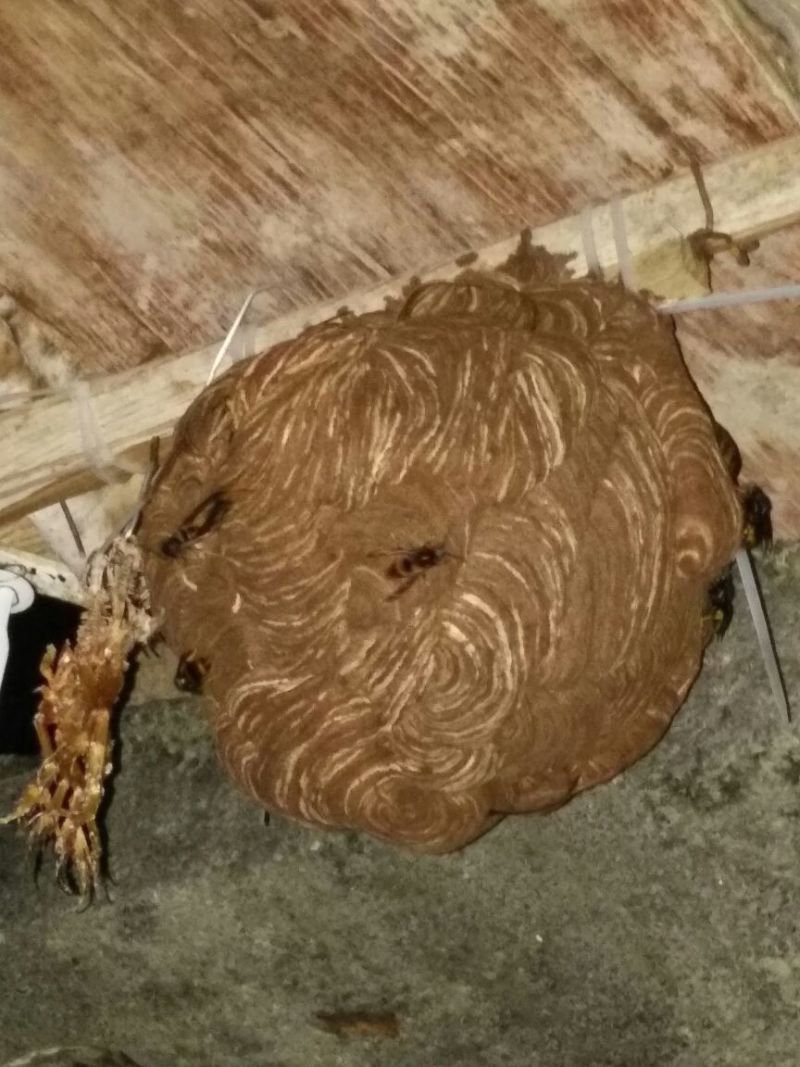 胡蜂蜂蛹