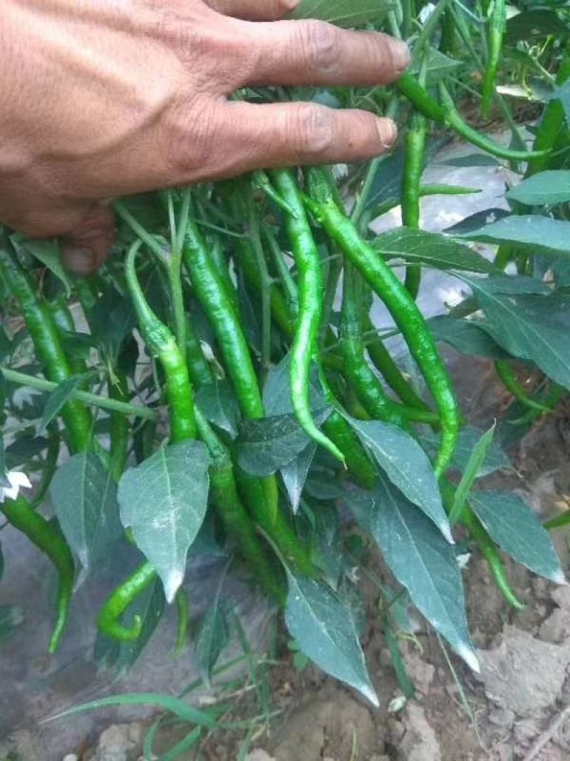 山西青线椒大量上市，货源充充足