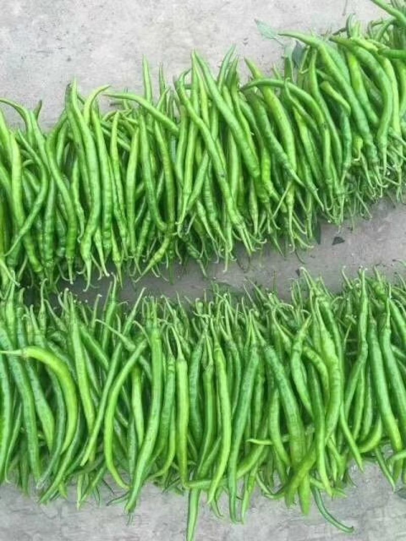 山西青线椒大量上市，货源充充足