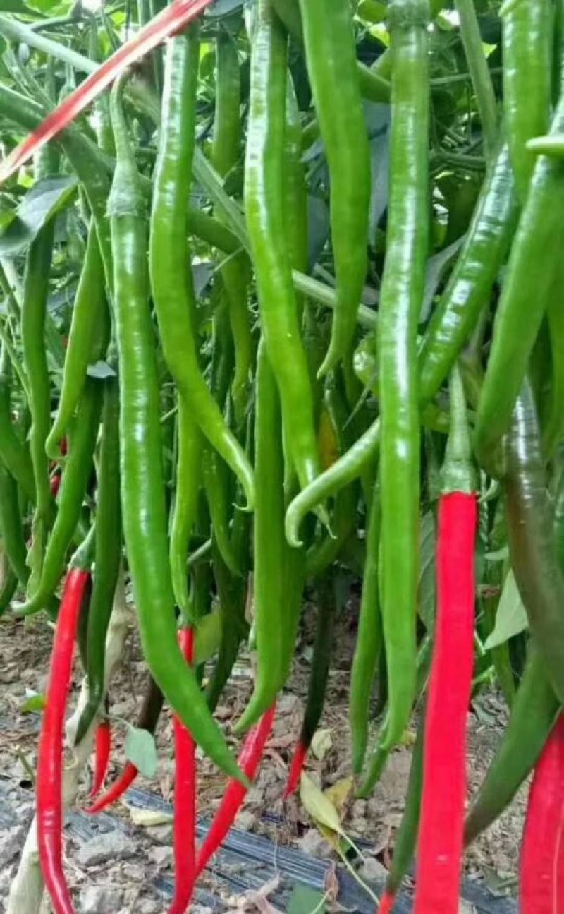 山西青线椒大量上市，货源充充足