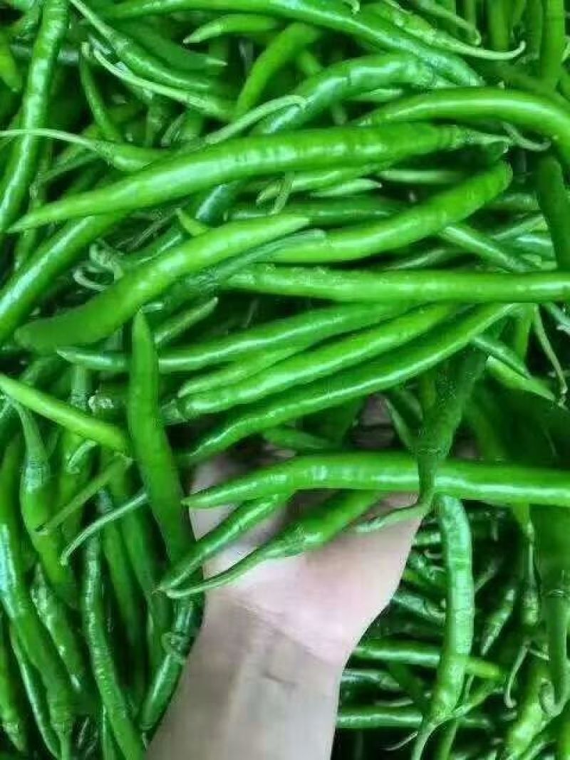 山西青线椒大量上市，货源充充足
