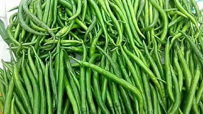山西青线椒大量上市，货源充充足