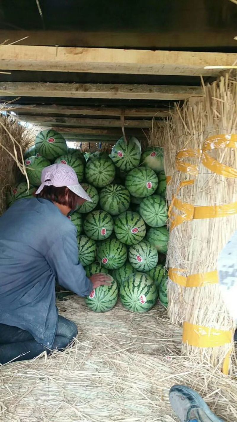 金城五号，安农二号，大量上市中诚信代办质量保证