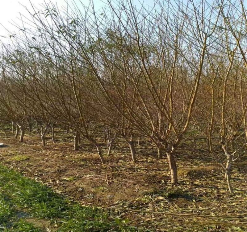 山东占地桃树苗全部精品可签合同