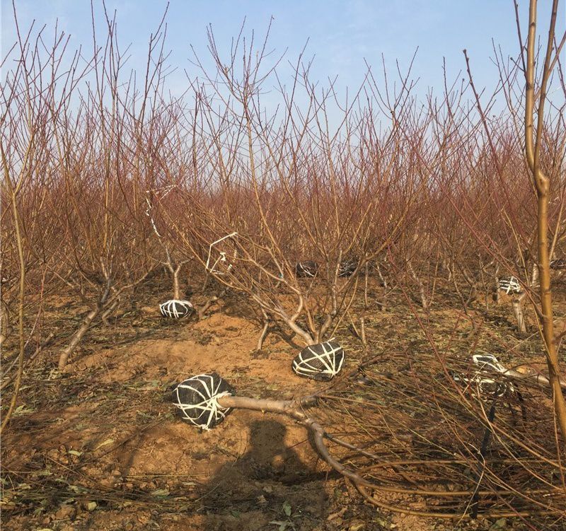 山东占地桃树苗全部精品可签合同