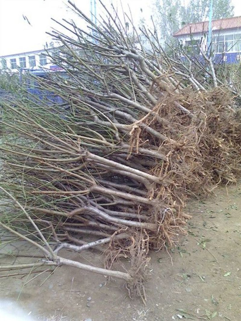 山东占地桃树苗全部精品可签合同
