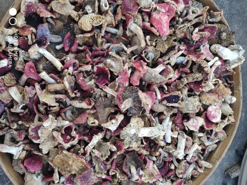 云南大山里的美味普通红菇干货柴火烘烤无硫产地直销一手货源