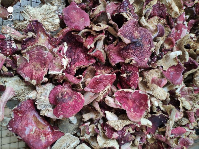 云南大山里的美味普通红菇干货柴火烘烤无硫产地直销一手货源