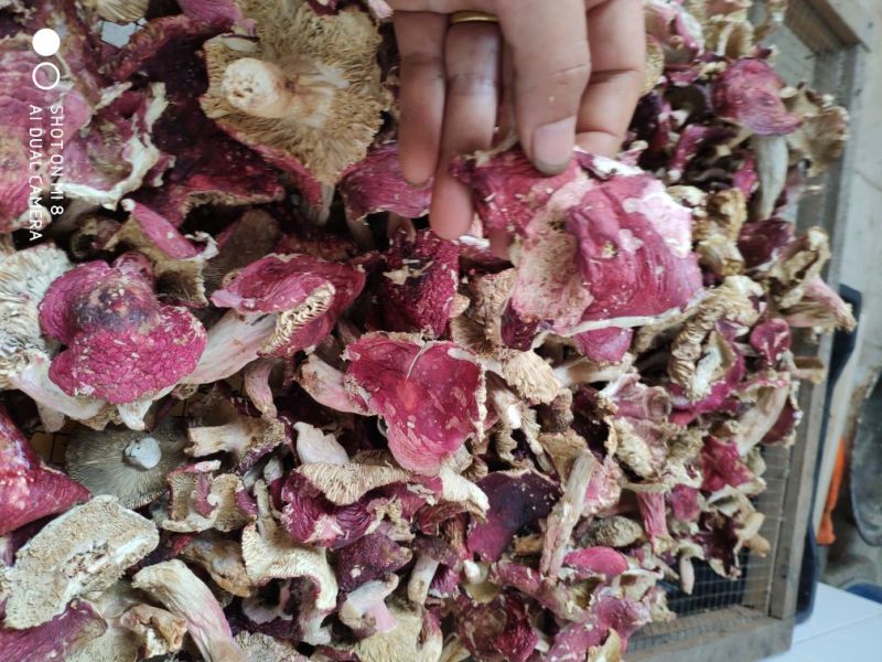 云南大山里的美味普通红菇干货柴火烘烤无硫产地直销一手货源