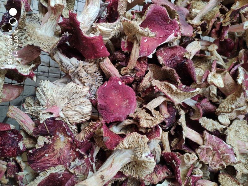 云南大山里的美味普通红菇干货柴火烘烤无硫产地直销一手货源