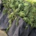 新农8号西瓜8斤打底8成熟1茬
