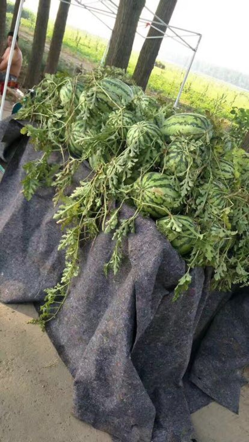 新农8号西瓜8斤打底8成熟1茬