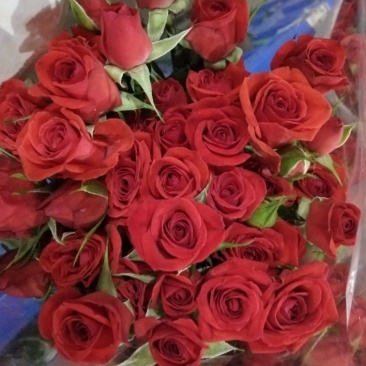 玫瑰花