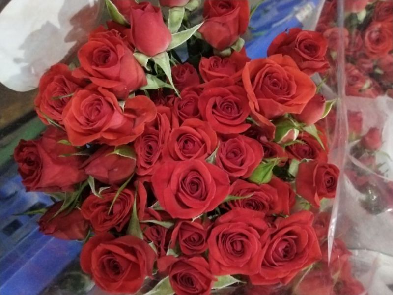 玫瑰花