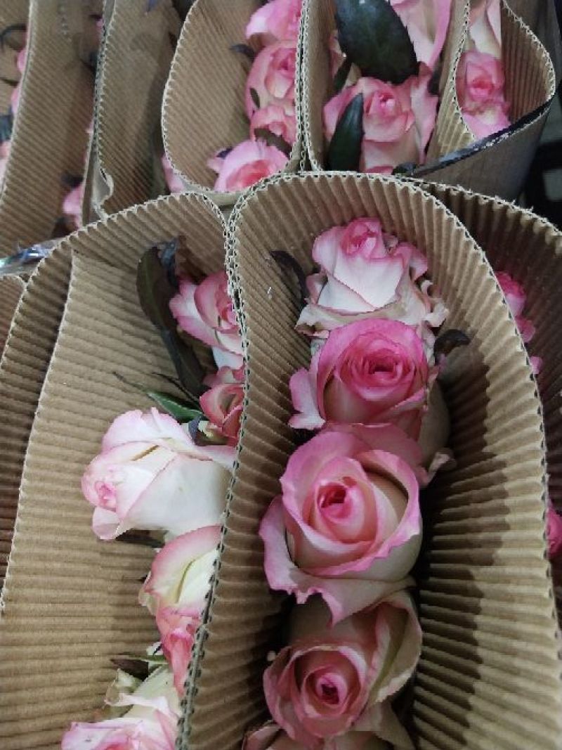 玫瑰花