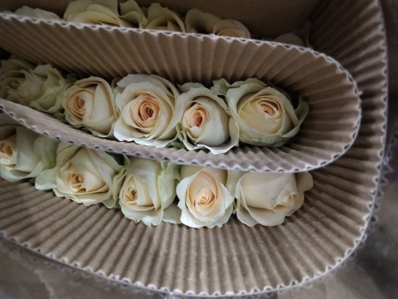 玫瑰花