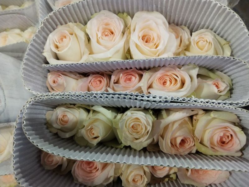 玫瑰花