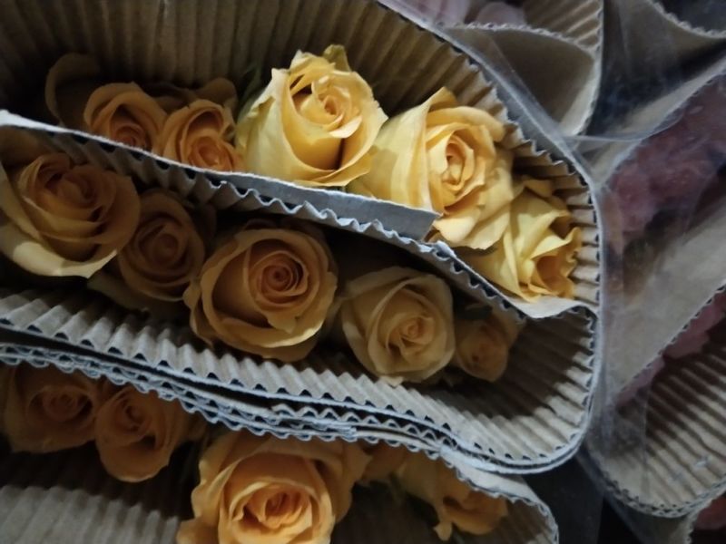 玫瑰花