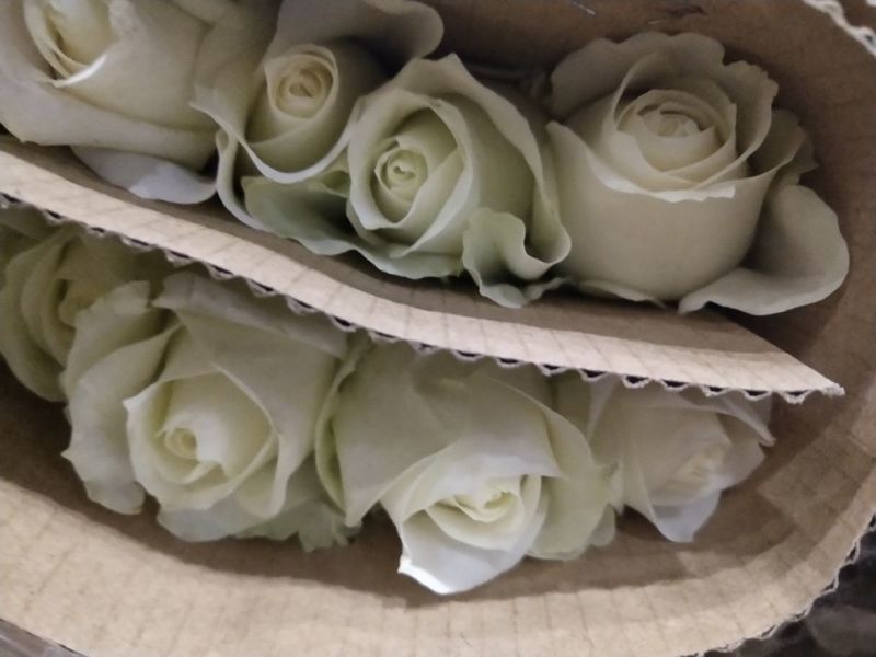 玫瑰花