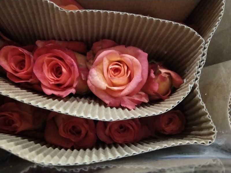 玫瑰花