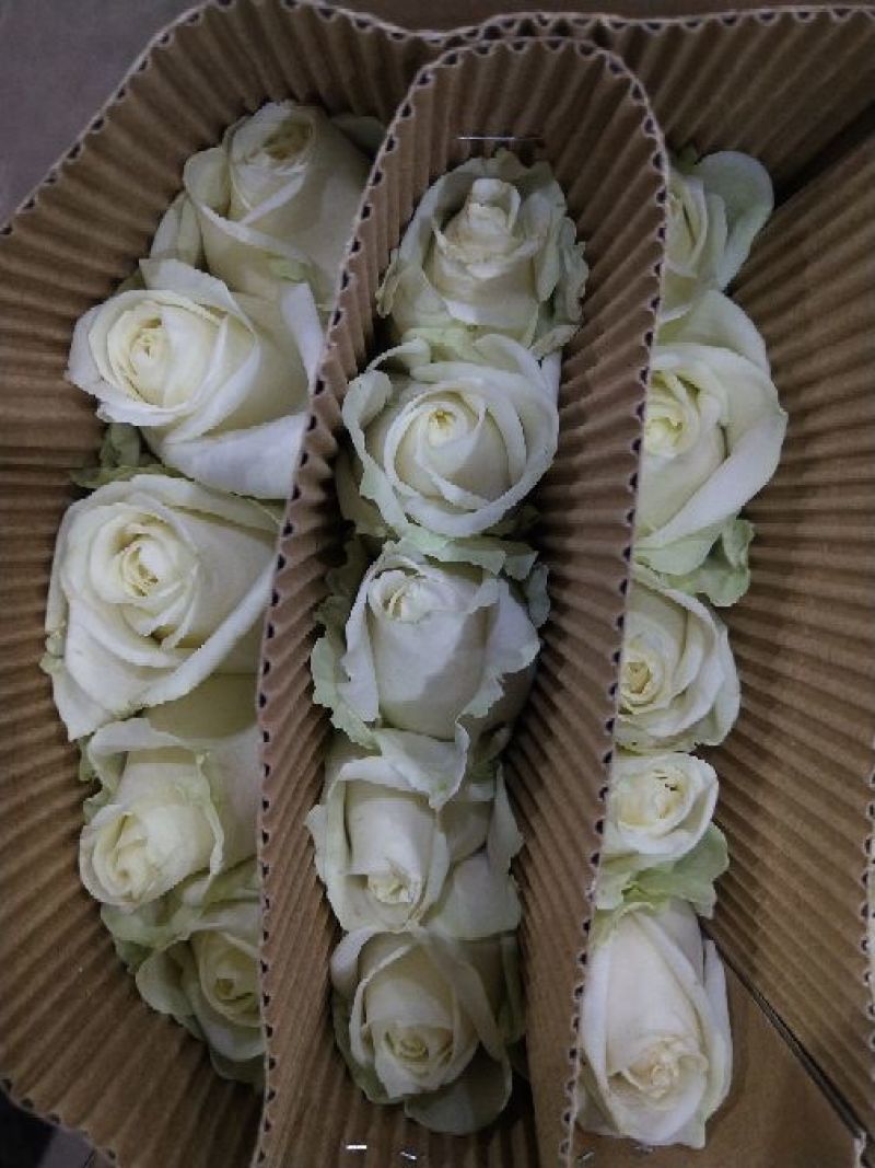 玫瑰花