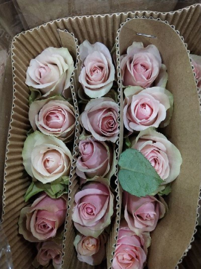 玫瑰花