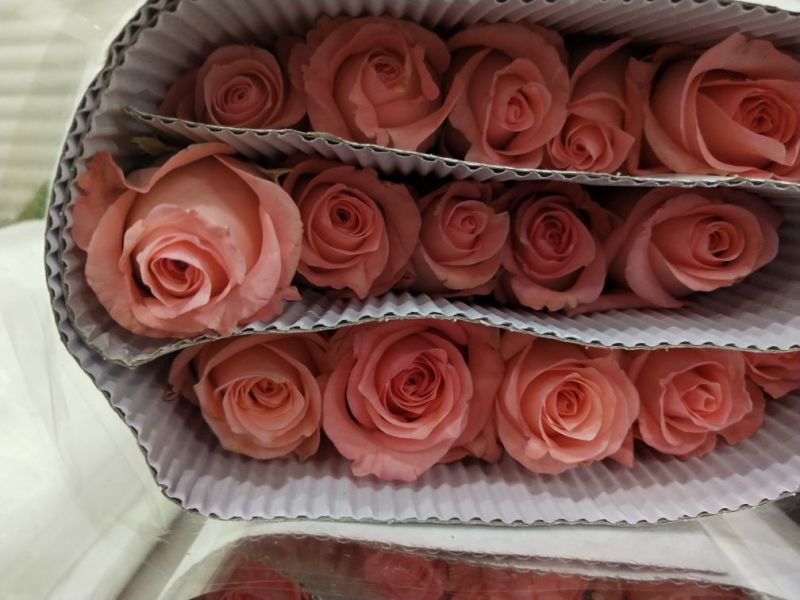 玫瑰花