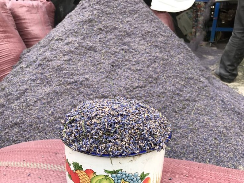 新疆伊犁薰衣草干花花粒产地直发