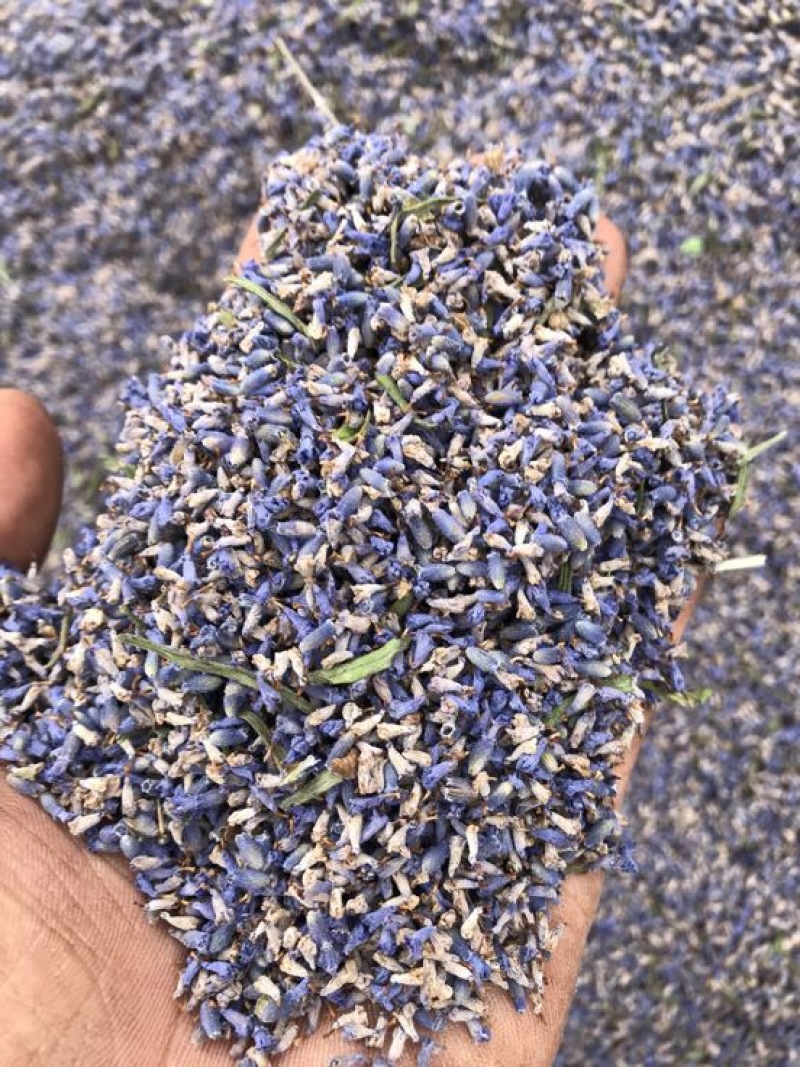 新疆伊犁薰衣草干花花粒产地直发