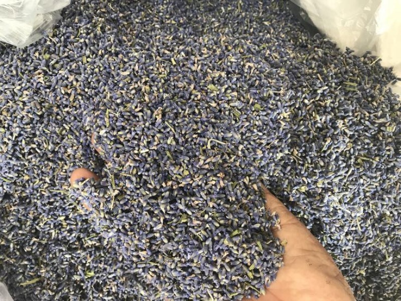 新疆伊犁薰衣草干花花粒产地直发