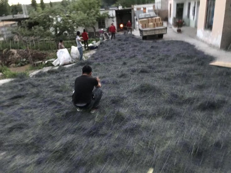 新疆伊犁薰衣草干花花粒产地直发