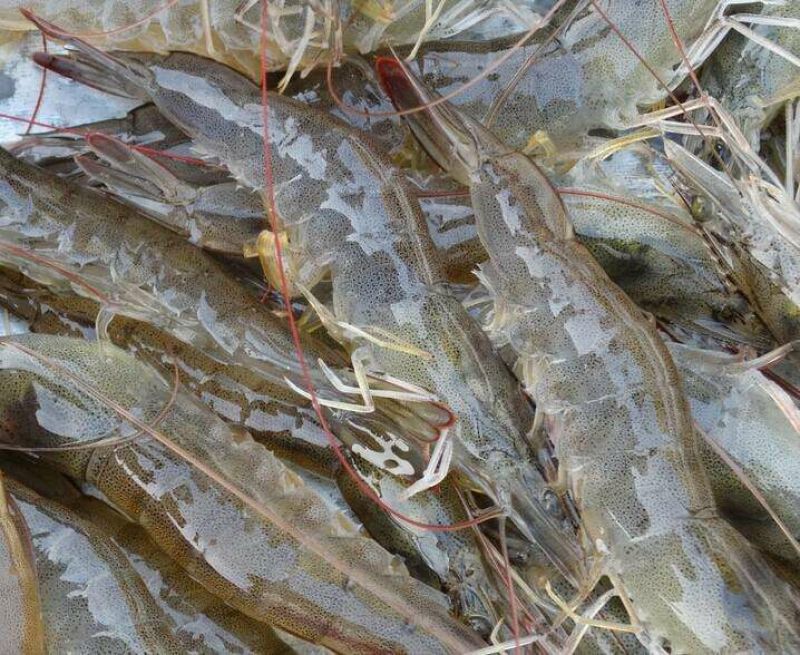 南美白对虾，个头大，