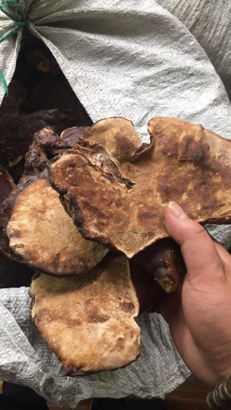 野生松杉灵芝，白心灵芝，长白山灵芝