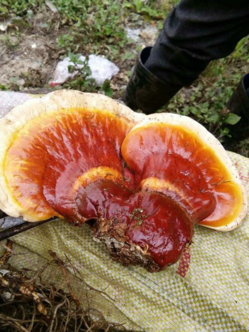 野生松杉灵芝，白心灵芝，长白山灵芝