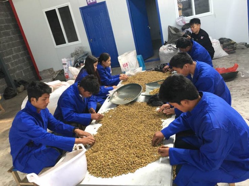 铁皮石斛枫斗全化渣粘牙